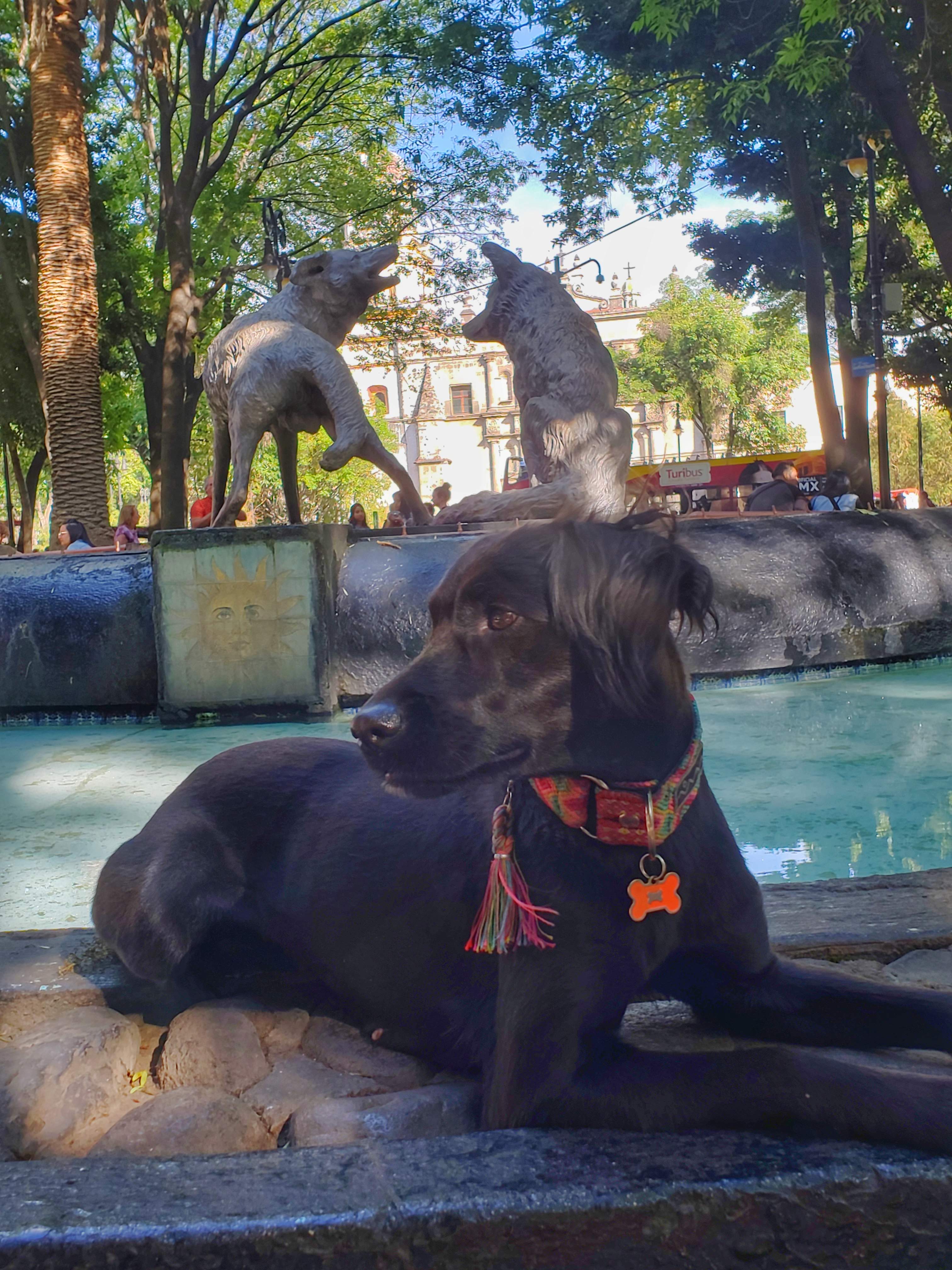 fuente de los coyotes cdmx