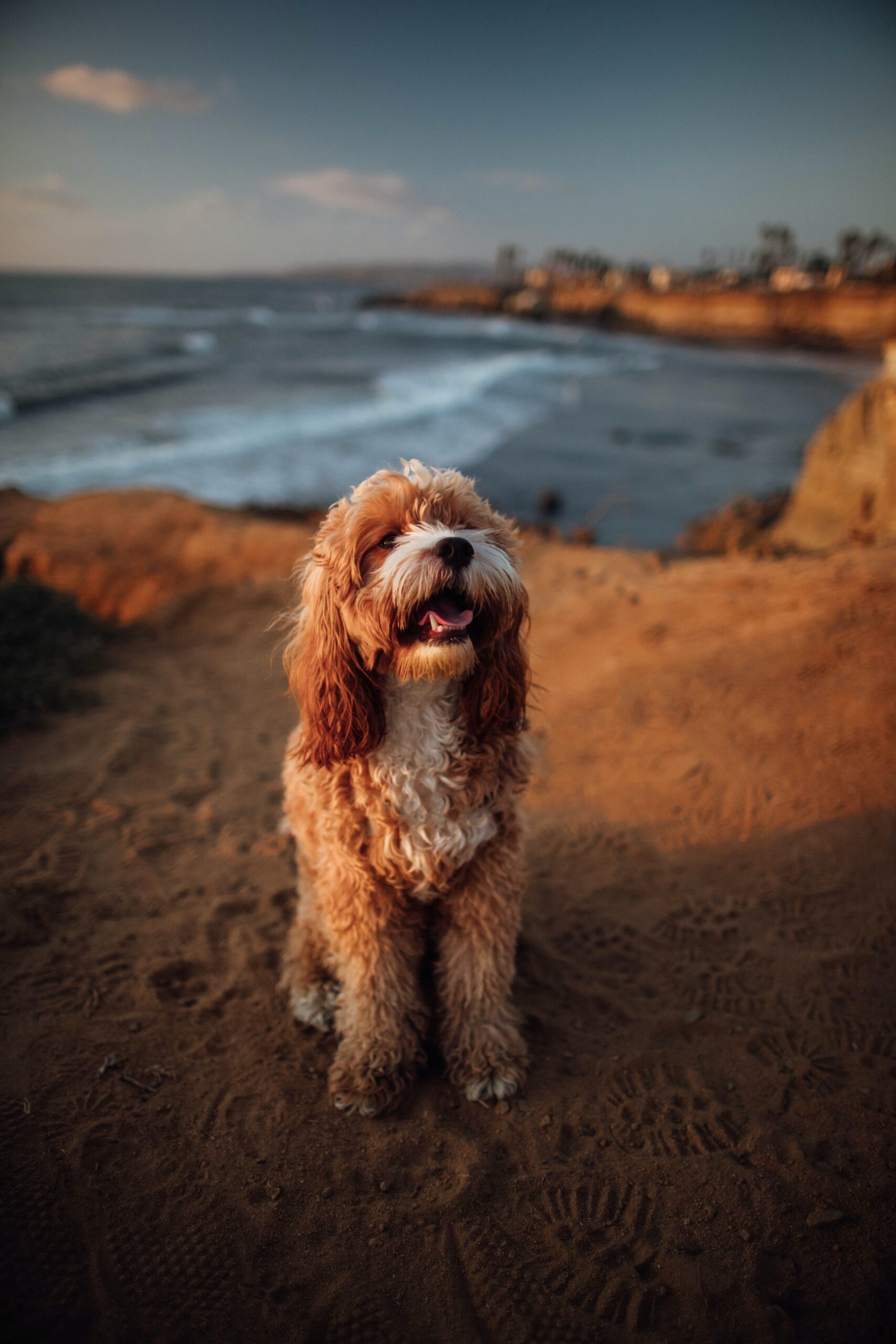 dog friendly San Diego