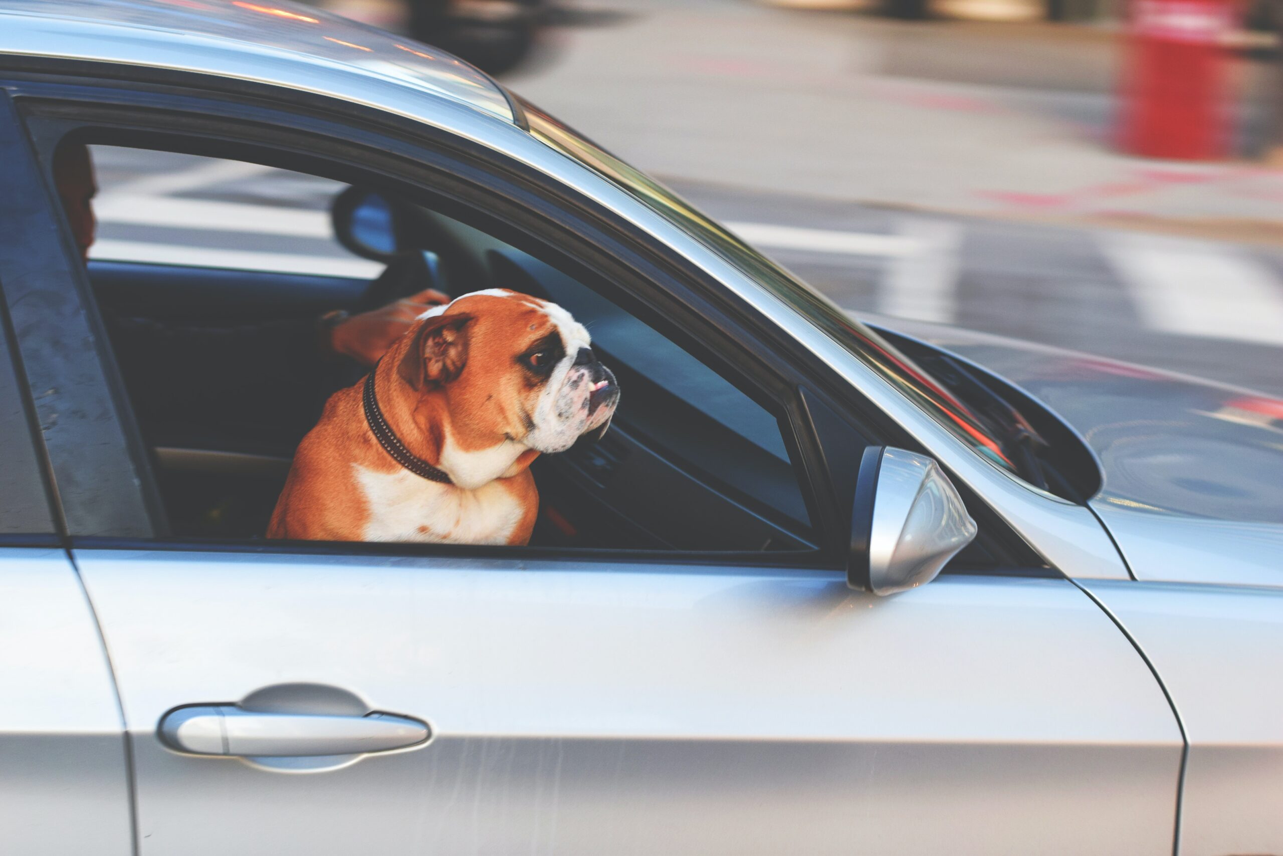Dog on car