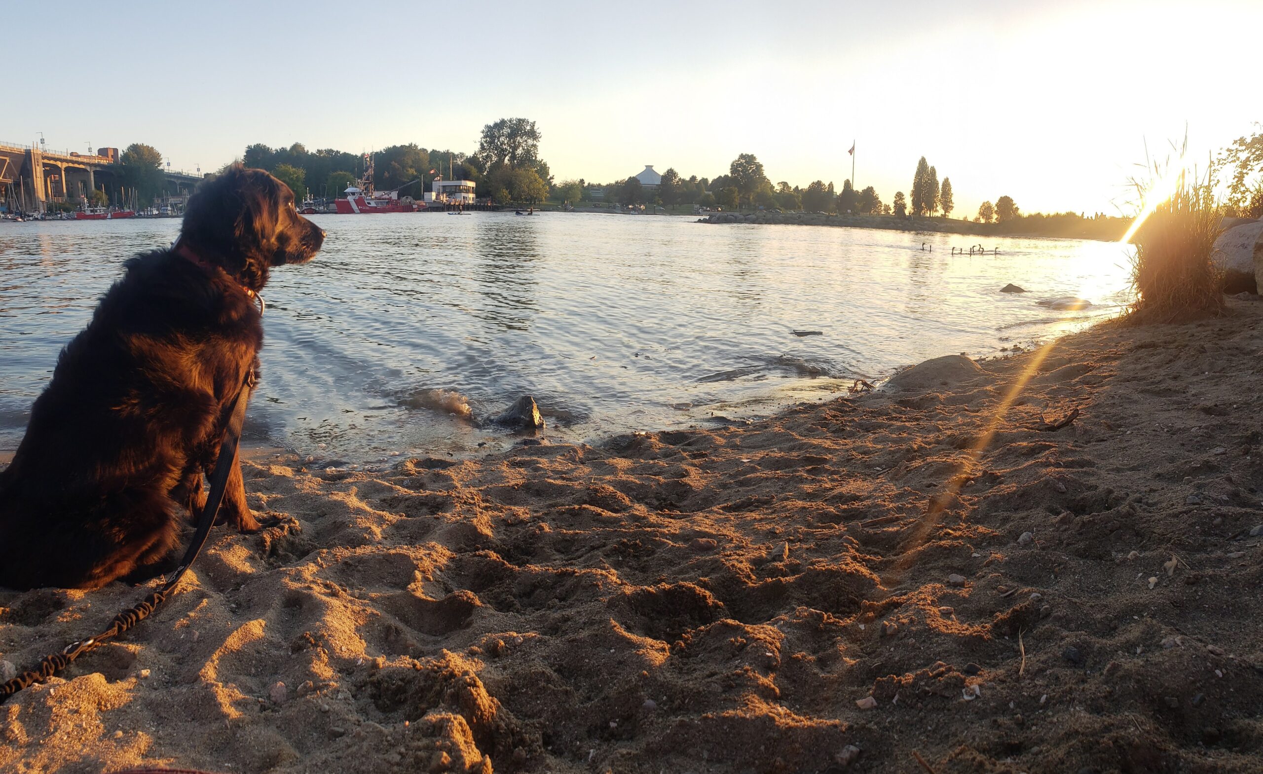 dog beach vancouver