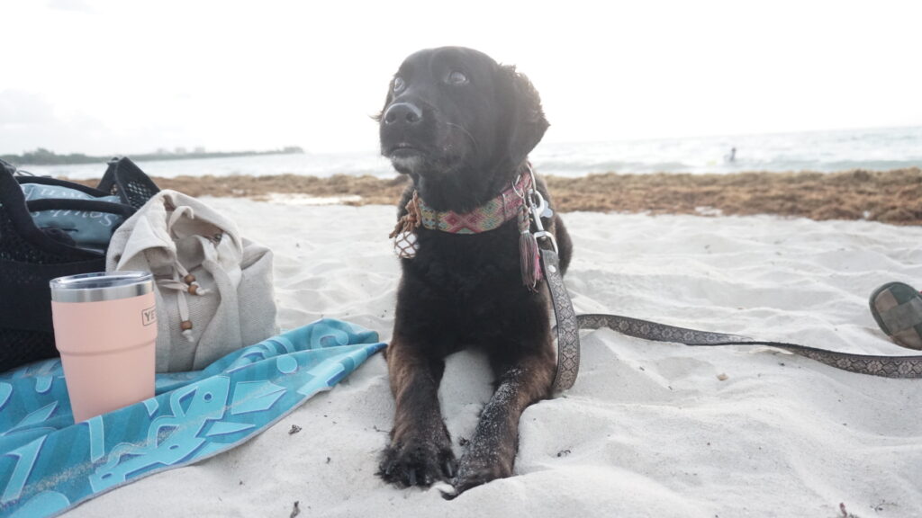 playa 72 en playa del carmen con perros