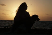 perro en la playa 72 en playa del carmen