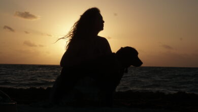 perro en la playa 72 en playa del carmen