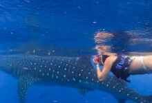 whale shark