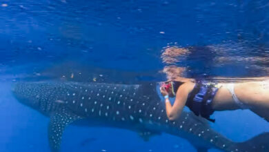 whale shark