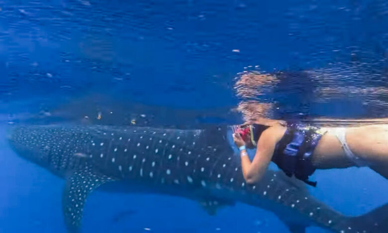 whale shark