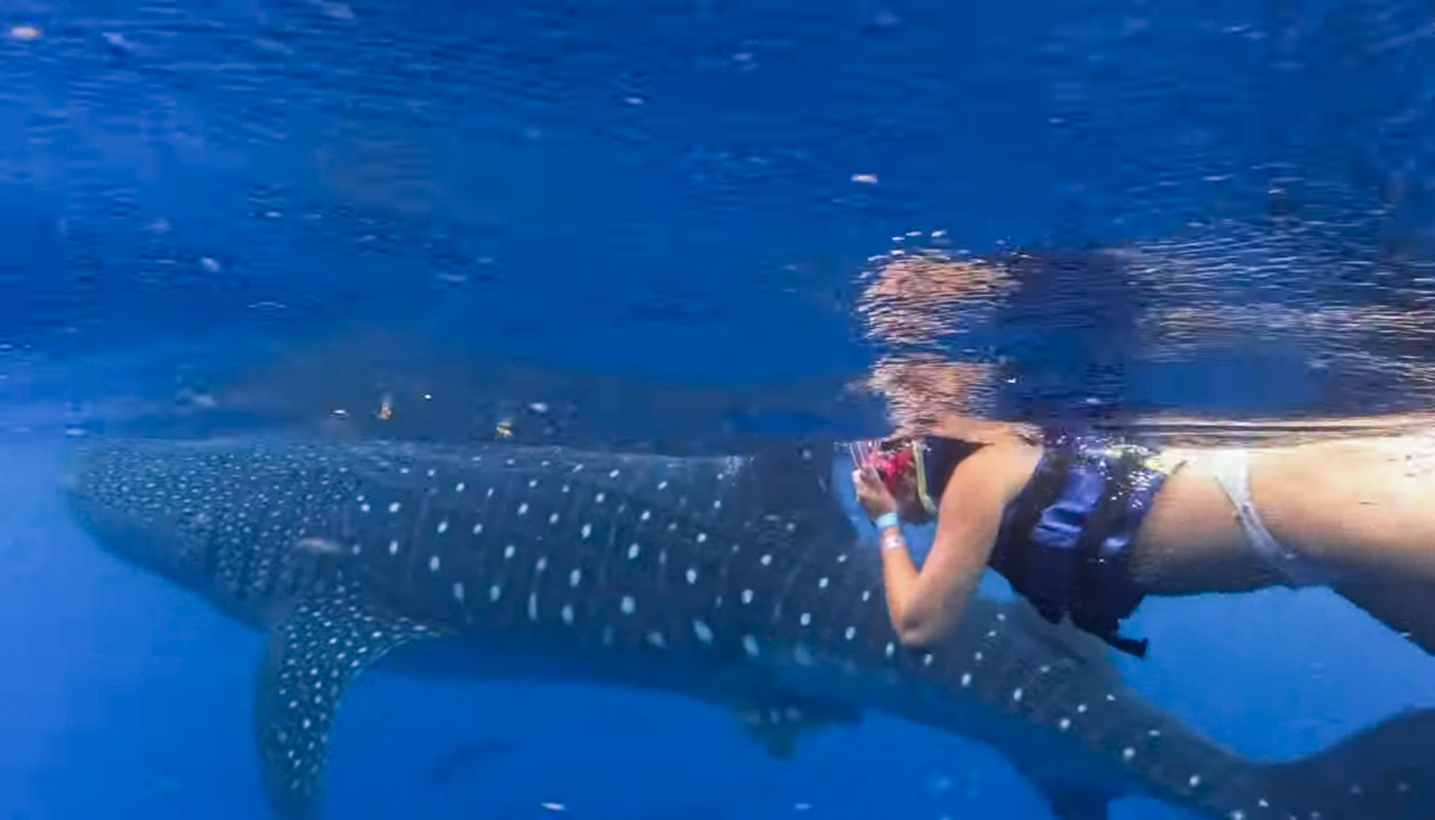 whale shark